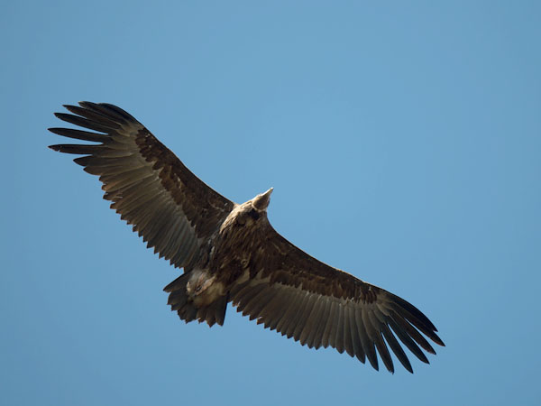Munkkikorppikotka, Cinereous Vulture, Aegypius monachus