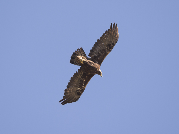 Maakotka, Golden Eagle, Aquila chrysaetos