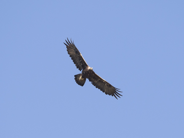Maakotka, Golden Eagle, Aquila chrysaetos