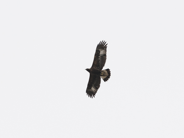 Maakotka, Golden Eagle, Aquila chrysaetos