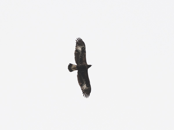Maakotka, Golden Eagle, Aquila chrysaetos