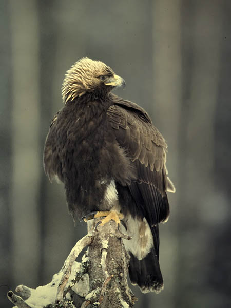 Maakotka, Golden Eagle, Aquila chrysaetos