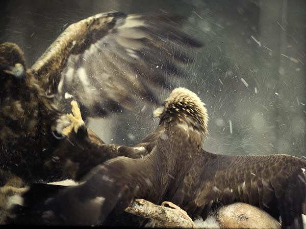 Maakotka, Golden Eagle, Aquila chrysaetos