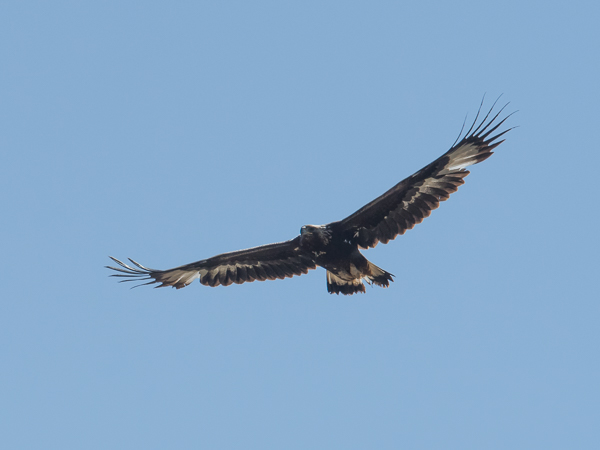 Maakotka, Golden Eagle, Aquila chrysaetos
