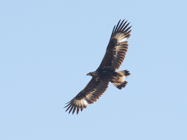 Maakotka, Golden Eagle, Aquila chrysaetos
