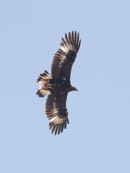 Maakotka, Golden Eagle, Aquila chrysaetos