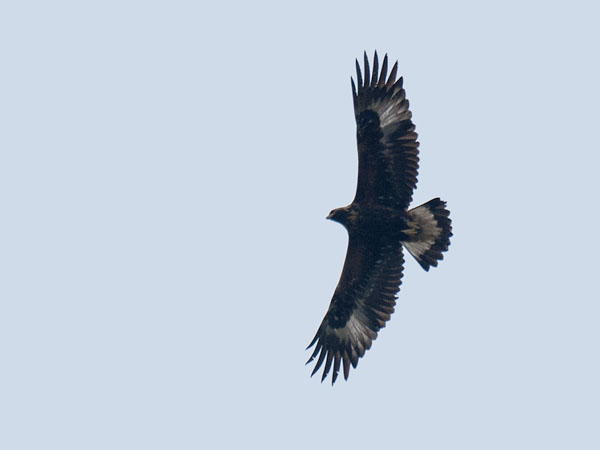 Maakotka, Golden Eagle, Aquila chrysaetos
