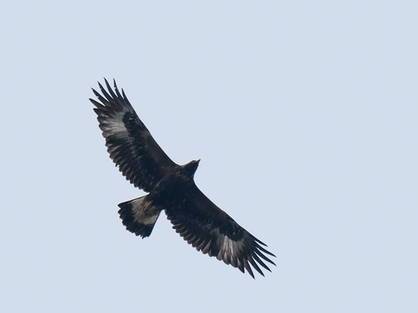 Maakotka, Golden Eagle, Aquila chrysaetos