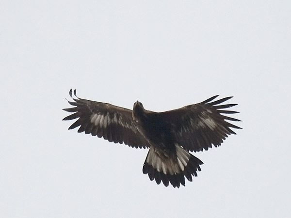 Maakotka, Golden Eagle, Aquila chrysaetos