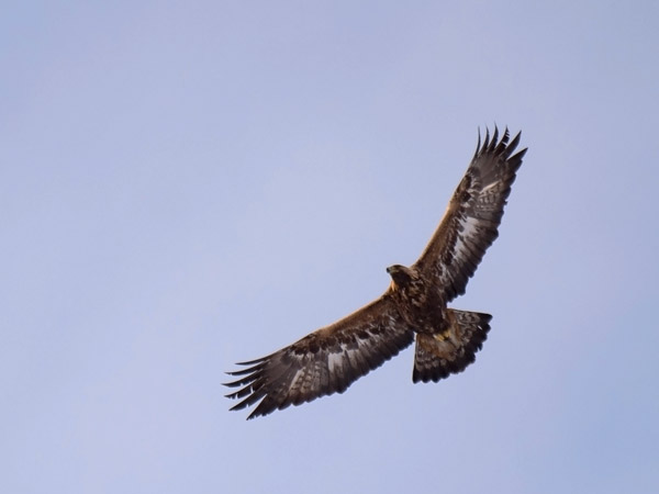 Maakotka, Golden Eagle, Aquila chrysaetos