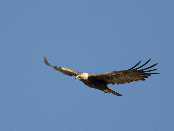 Maakotka, Golden Eagle, Aquila chrysaetos