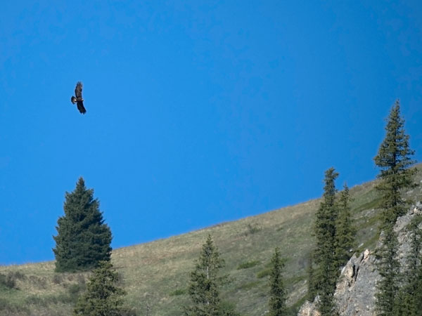 Maakotka, Golden Eagle, Aquila chrysaetos