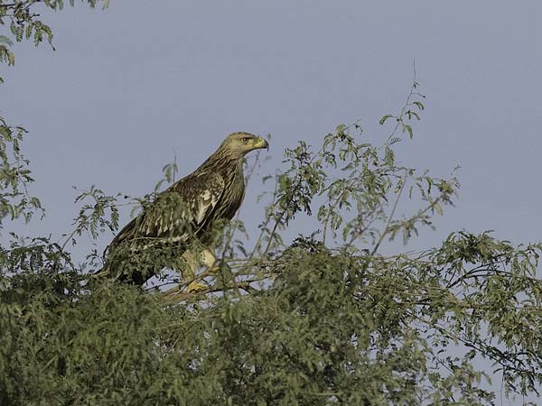 Keisarikotka, Eastern Imperial Eagle, Aquila heliaca