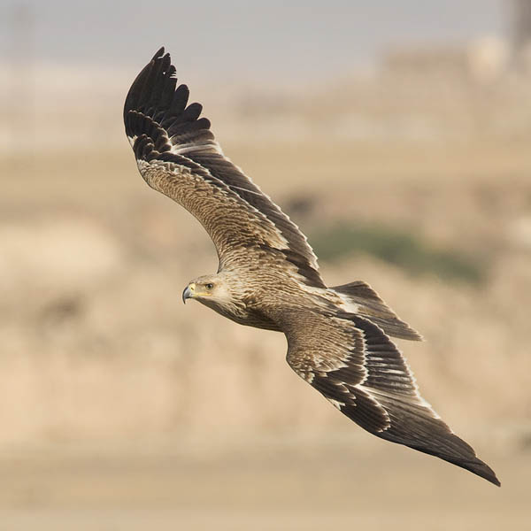 Keisarikotka, Eastern Imperial Eagle, Aquila heliaca