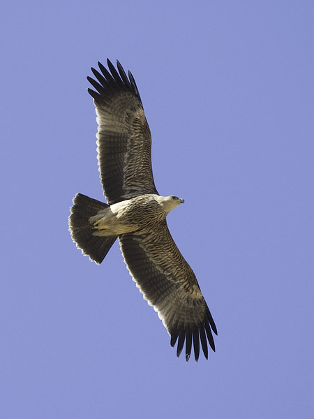 Keisarikotka, Eastern Imperial Eagle, Aquila heliaca