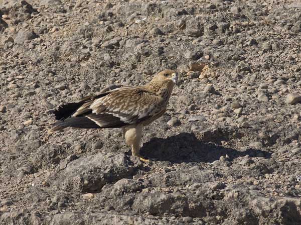 Keisarikotka, Eastern Imperial Eagle, Aquila heliaca