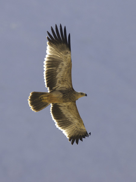 Keisarikotka, Eastern Imperial Eagle, Aquila heliaca