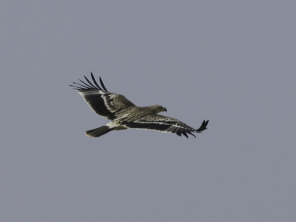 Keisarikotka, Eastern Imperial Eagle, Aquila heliaca