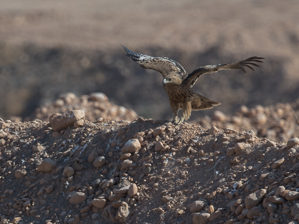 Keisarikotka, Eastern Imperial Eagle, Aquila heliaca