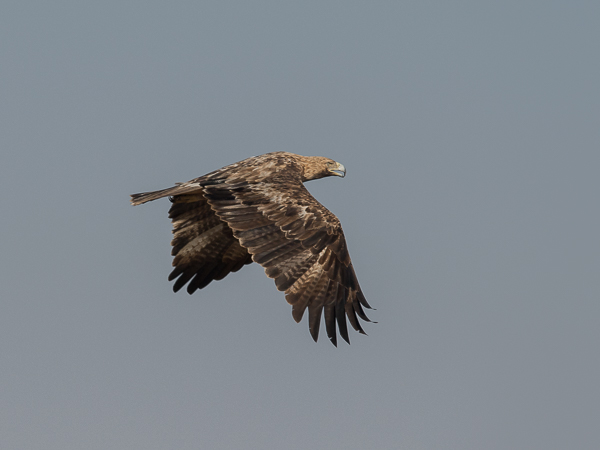 Keisarikotka, Eastern Imperial Eagle, Aquila heliaca