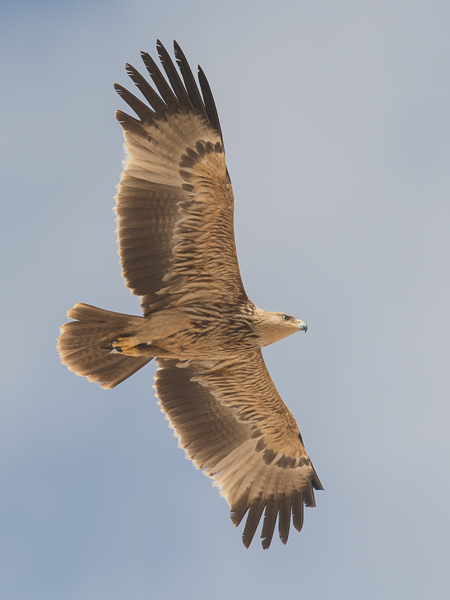 Keisarikotka, Eastern Imperial Eagle, Aquila heliaca