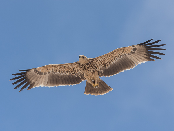Keisarikotka, Eastern Imperial Eagle, Aquila heliaca