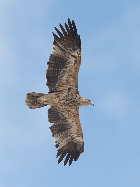 Keisarikotka, Eastern Imperial Eagle, Aquila heliaca