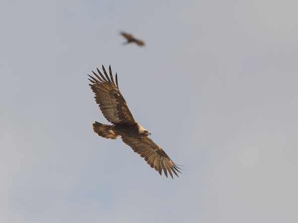 Keisarikotka, Eastern Imperial Eagle, Aquila heliaca