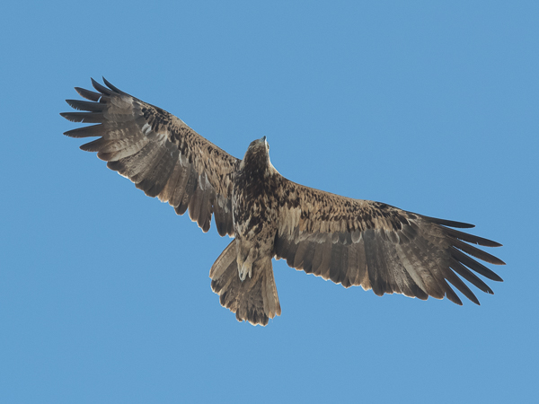 Keisarikotka, Eastern Imperial Eagle, Aquila heliaca