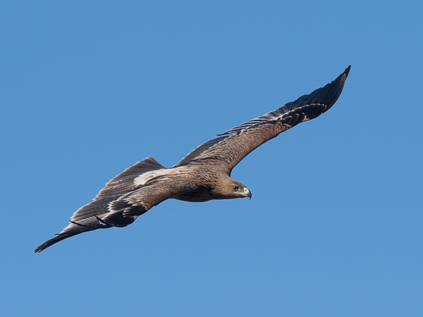Keisarikotka, Eastern Imperial Eagle, Aquila heliaca