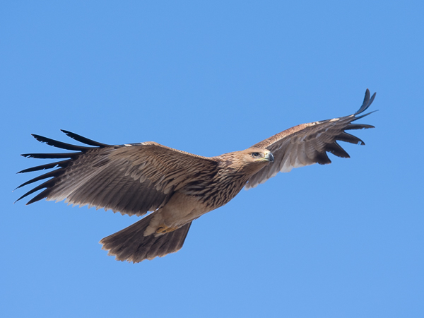 Keisarikotka, Eastern Imperial Eagle, Aquila heliaca