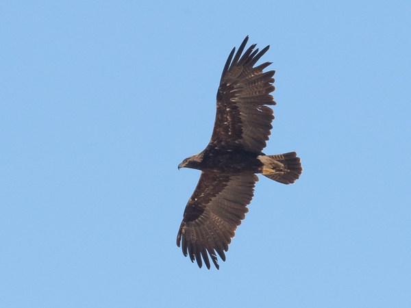 Keisarikotka, Eastern Imperial Eagle, Aquila heliaca