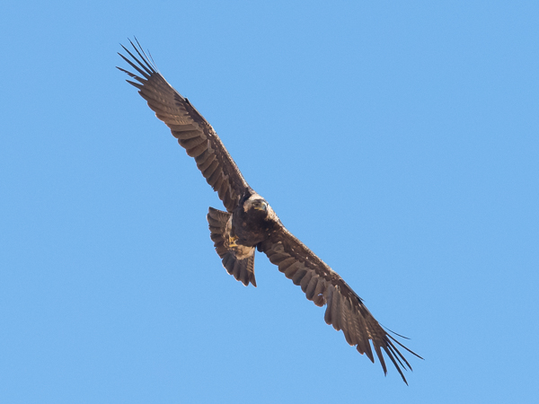 Keisarikotka, Eastern Imperial Eagle, Aquila heliaca
