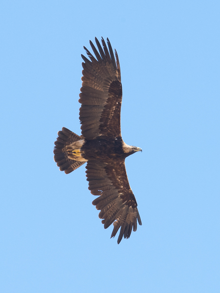 Keisarikotka, Eastern Imperial Eagle, Aquila heliaca