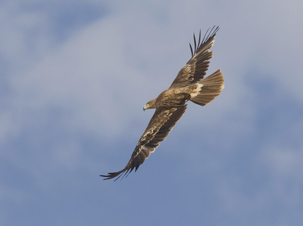 Keisarikotka, Eastern Imperial Eagle, Aquila heliaca