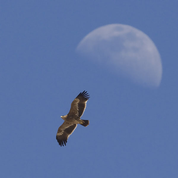 Arokotka, Steppe Eagle, Aquila nipalensis