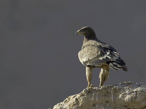 Arokotka, Steppe Eagle, Aquila nipalensis