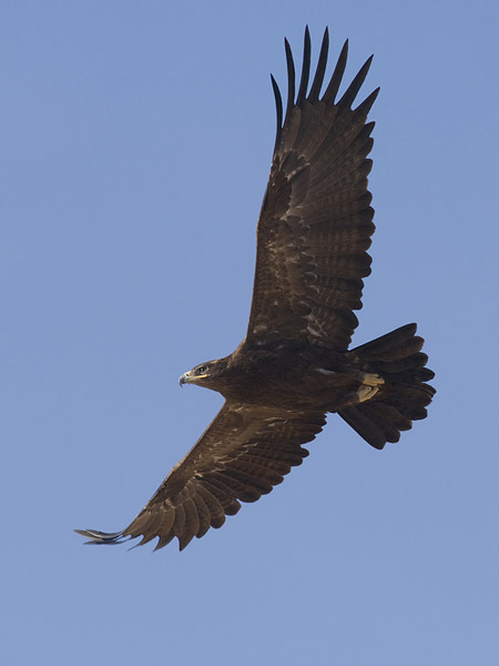 Arokotka, Steppe Eagle, Aquila nipalensis