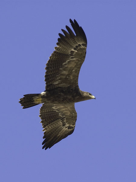 Arokotka, Steppe Eagle, Aquila nipalensis