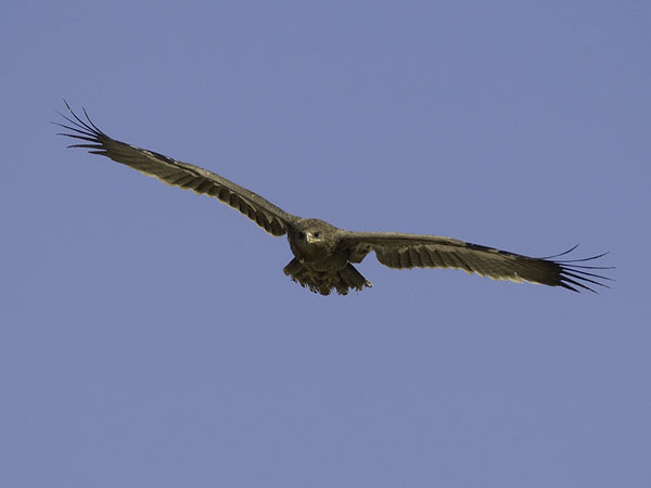Arokotka, Steppe Eagle, Aquila nipalensis