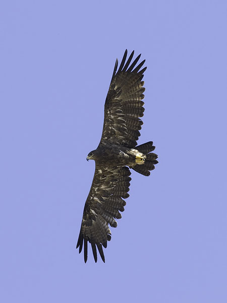 Arokotka, Steppe Eagle, Aquila nipalensis