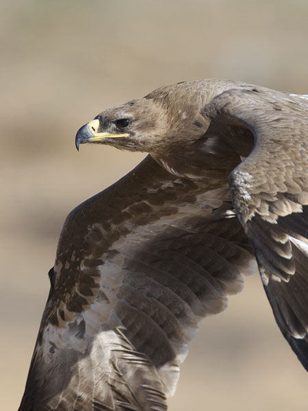 Arokotka, Steppe Eagle, Aquila nipalensis