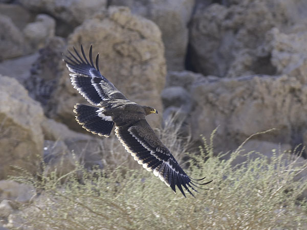 Arokotka, Steppe Eagle, Aquila nipalensis