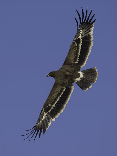 Arokotka, Steppe Eagle, Aquila nipalensis