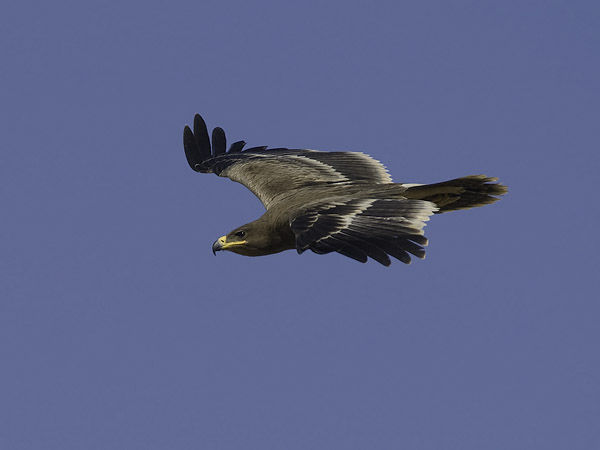 Arokotka, Steppe Eagle, Aquila nipalensis