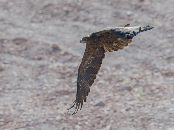 Arokotka, Steppe Eagle, Aquila nipalensis