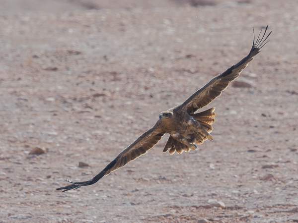 Arokotka, Steppe Eagle, Aquila nipalensis