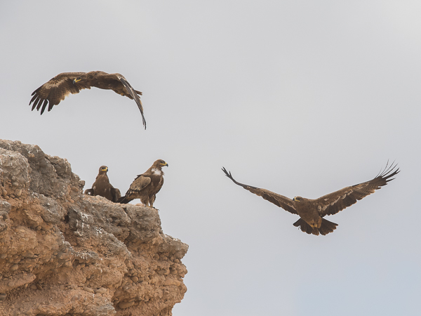 Arokotka, Steppe Eagle, Aquila nipalensis
