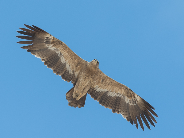 Arokotka, Steppe Eagle, Aquila nipalensis