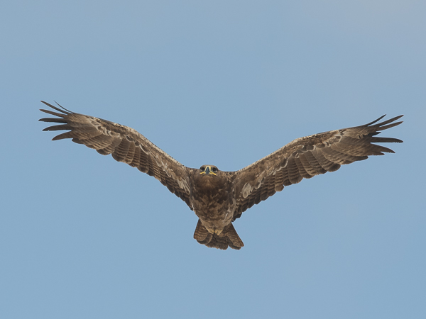Arokotka, Steppe Eagle, Aquila nipalensis